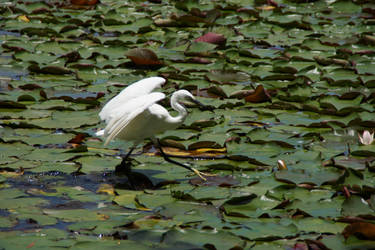 Water Dance