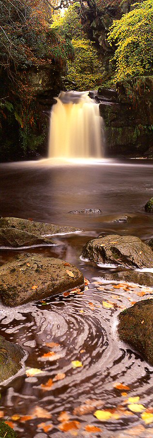 Leaf Pool, Thomason Foss