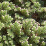 Azolla cristata