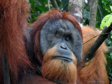 Old man of the forest of Sumatra