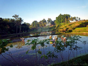 Working in the rice fields