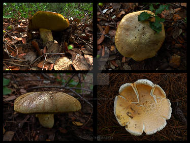 Mushrooms in pines forest