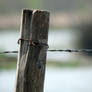 Dans les Marais de Camargue