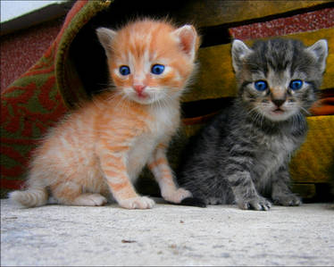 Two little kittens