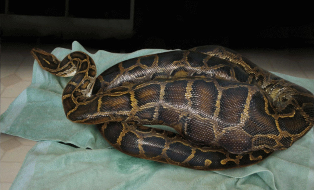 Kyles Fantasy 10/11 by Python-vore on DeviantArt