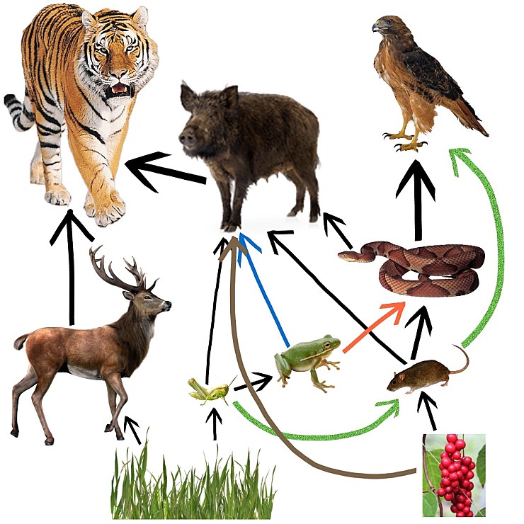 Food chain by sangsuk on DeviantArt