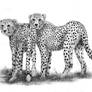 Cheetahs