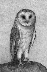 Barn Owl