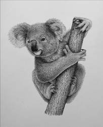 Koala 2018