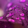 purple tears 2