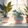 House plants (3)