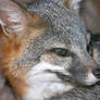 Young Grey Fox