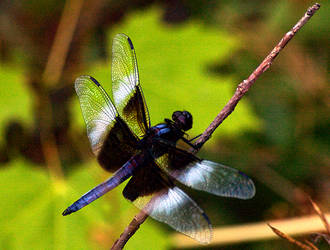 Blue Dragonfly