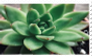 Succulent stamp