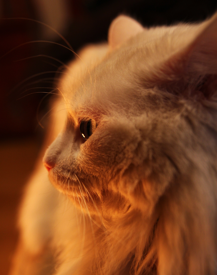 Cuchuflina and the heater