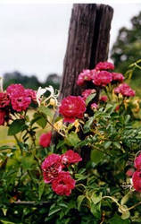 Flowers and A Fence Post