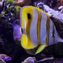 Butterfly Fish at Sydney Aquarium