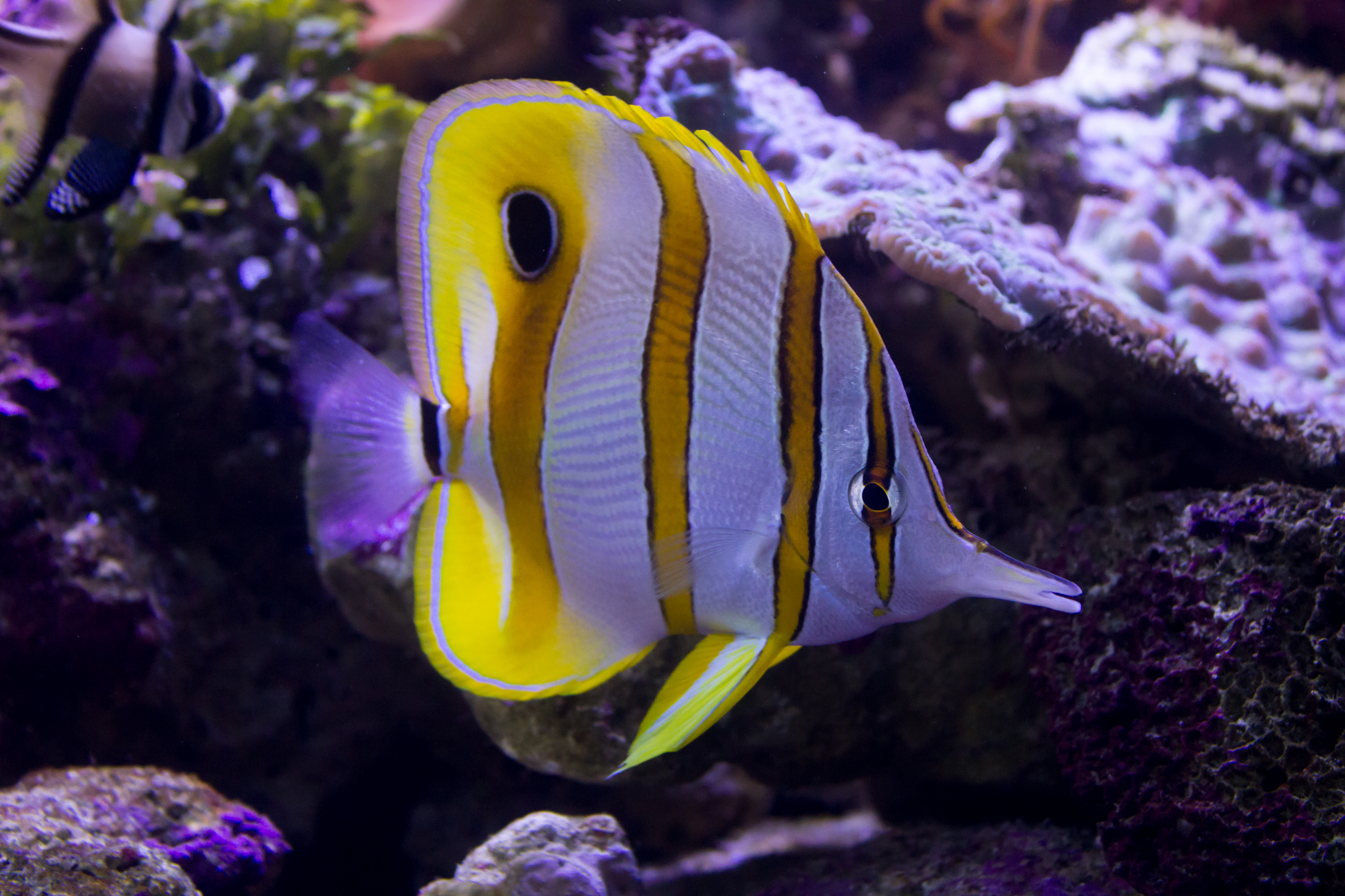 Butterfly Fish at Sydney Aquarium by Explosiveunderscore on DeviantArt