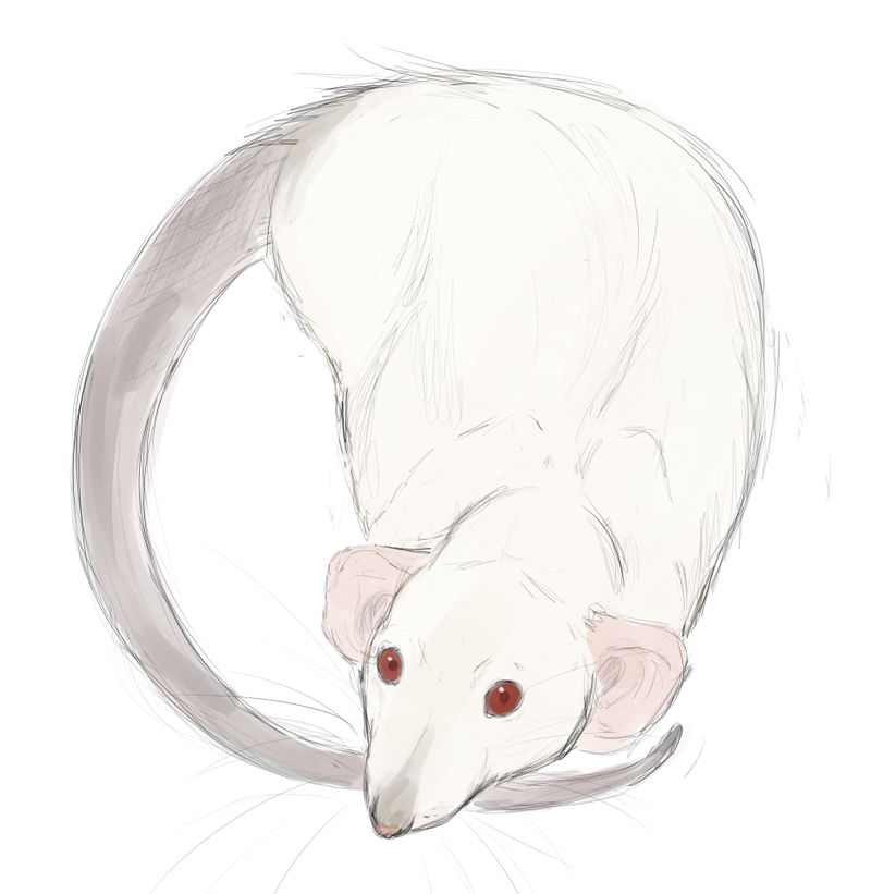 Rat Deviantart My rat by mysteriousharu on DeviantArt