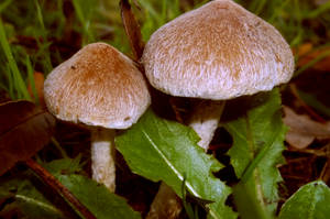 Twin Mushrooms