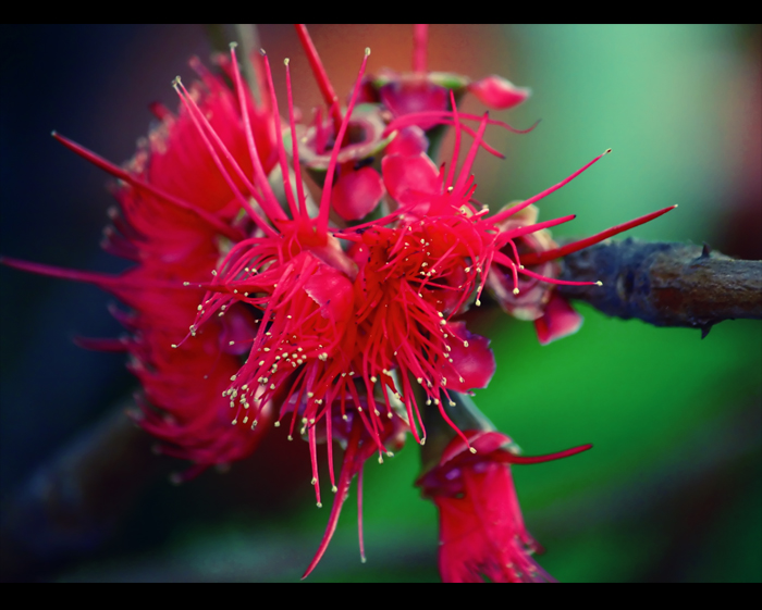 bunga jambu jamaica