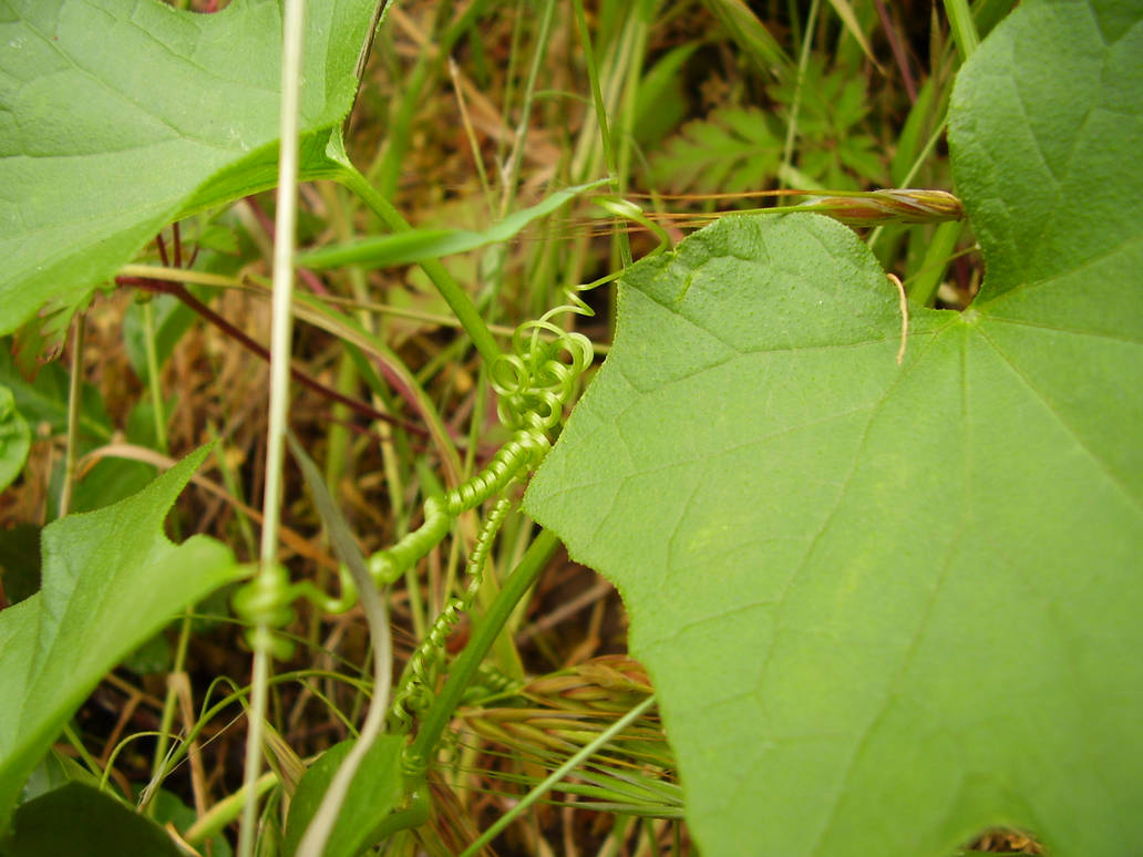 weird spring from some plant by caffeineaholic on DeviantArt