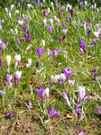 crocusses by Xenaris