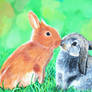 Bunny Surprise Kissing