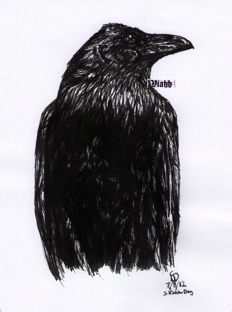 Quill and ink raven