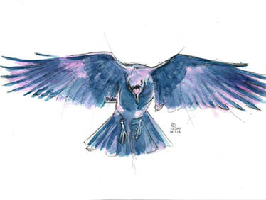 Raven doodle