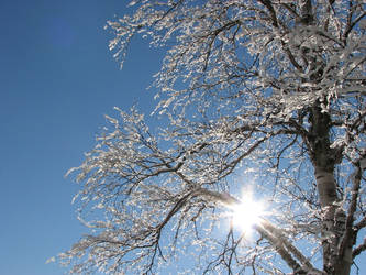 Snow Covering Trees