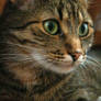 Would she be a good lolcat?