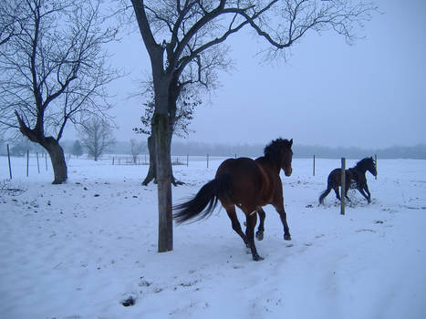 Playing in the snow