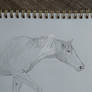 Wild Pony from photo