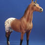 Nahuel- Appaloosa stallion