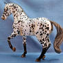 Appaloosa Sport Horse 2