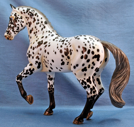 Appaloosa Sport Horse 2