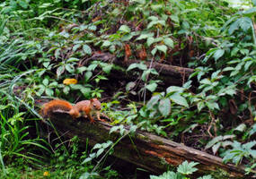 Red Squirrel