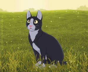 Kitty In a Field