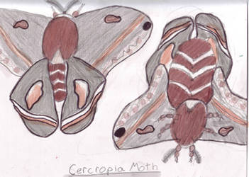 Cecropia Moth ,not made up