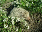 saved baby vagrant hedgehog by floramelitensis