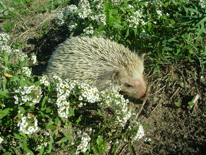 saved baby vagrant hedgehog