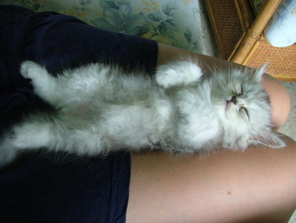 sleepy kitten