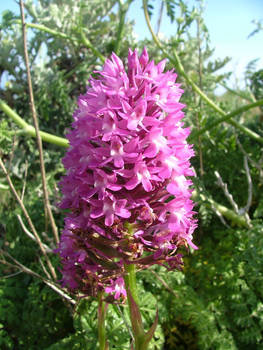 Pyramidal orchid