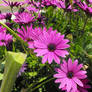 Purple African daisy 1