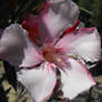 Oleander Wonder