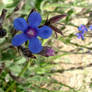 Blue Alkanet