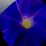 Blue Morning Glory