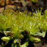 Mediterranean Stonecrop flower