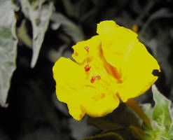 Yellow Marvel-of-Peru